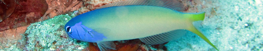 Tilefish